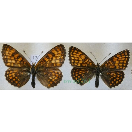 Melitaea athalia (Rottemburg, 1775) pair Przeplatka atalia Czech12j